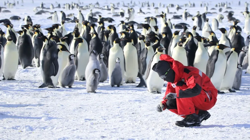 Dramatic year for emperor penguins: far fewer chicks after iceberg blockade