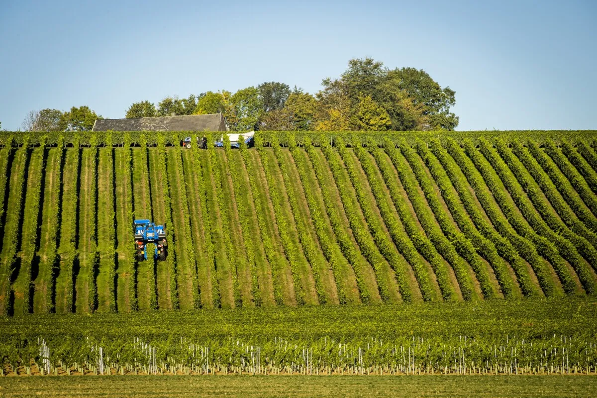 Dutch wine sector cashes in on the heat — but it mustn’t hit 40 degrees