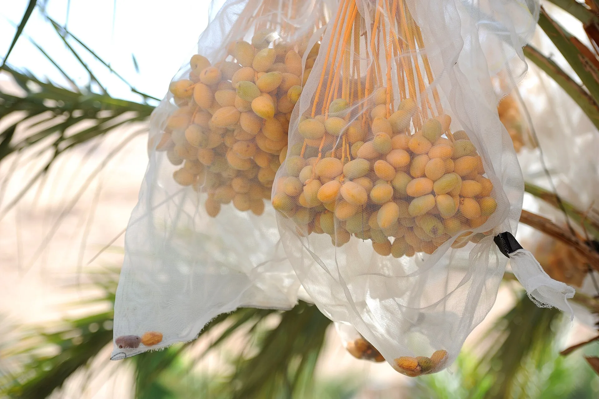 Three Israeli farm firms flaunt exports from occupied West Bank to Spain despite Madrid’s ban